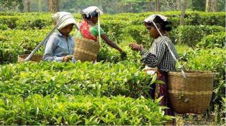 Tripura tea plantation