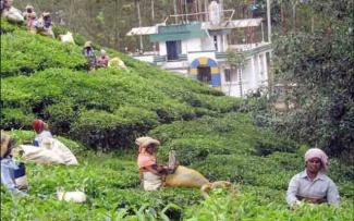 The Struggle of TANTEA Workers in Tamil Nadu